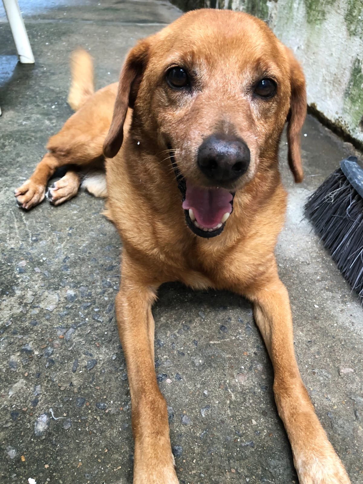 Bob, dog for adoption