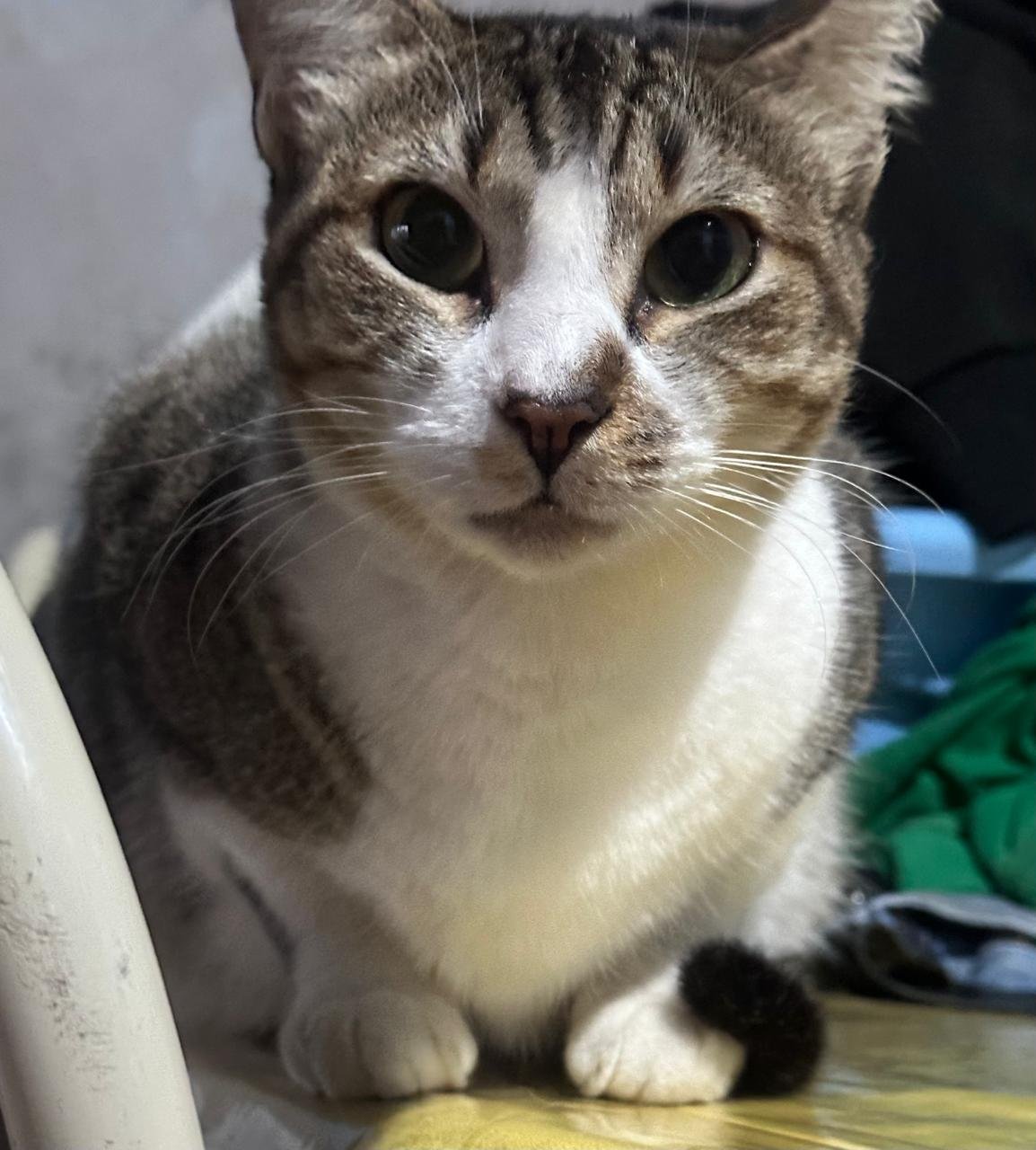 Chiquinha, cat for adoption