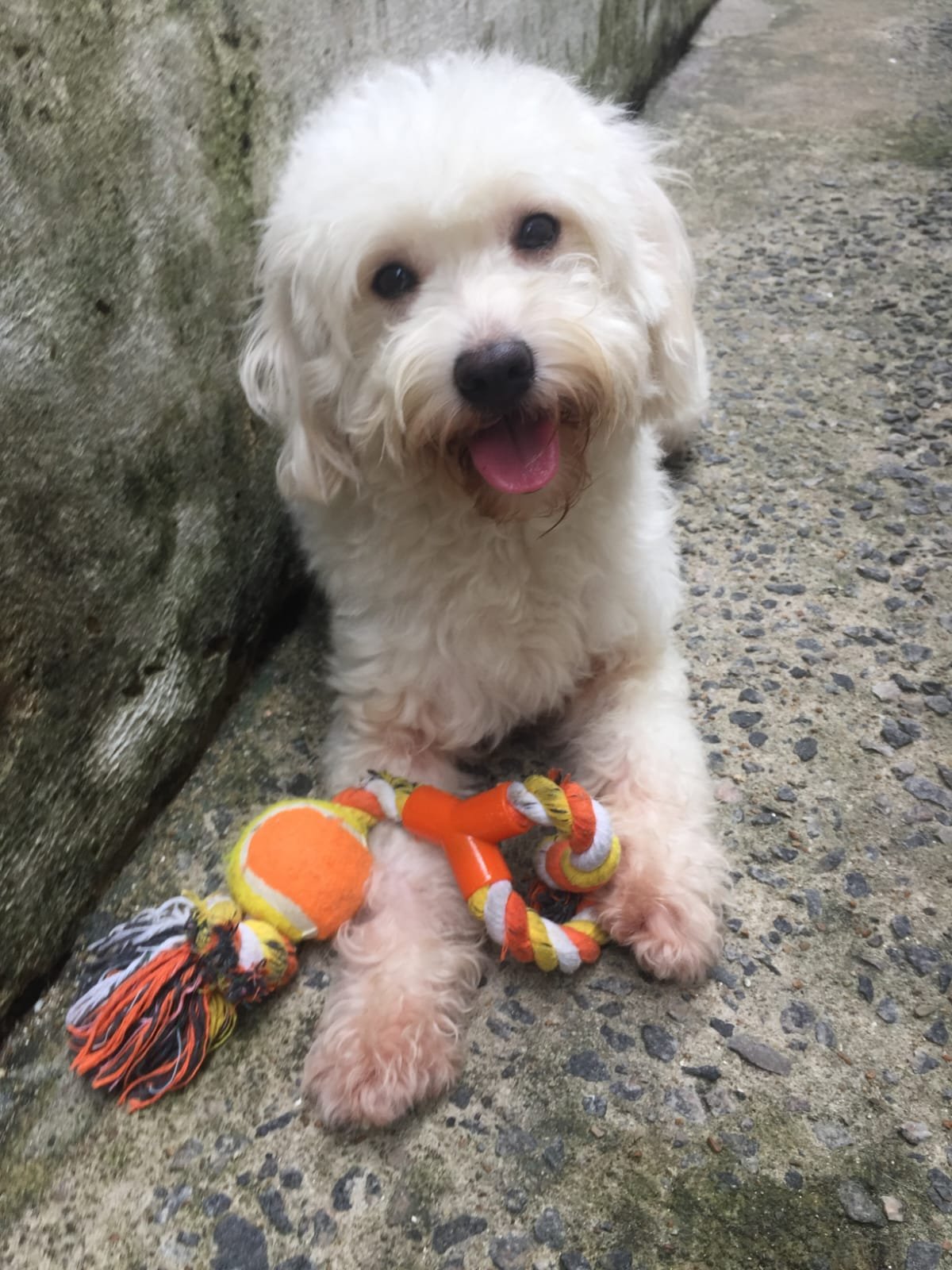 Cristal, dog for adoption