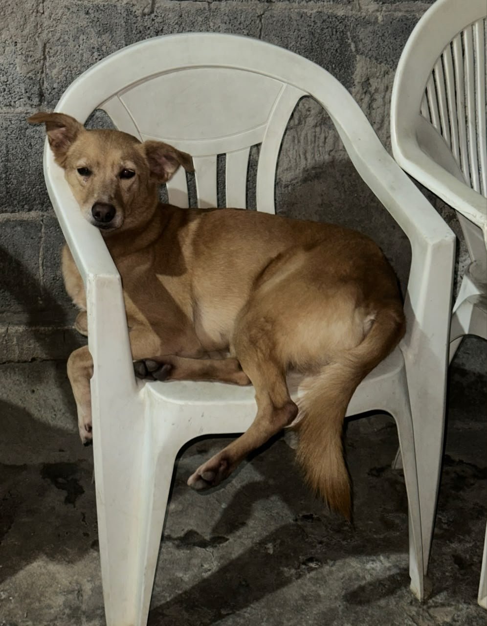 Demi, dog for adoption