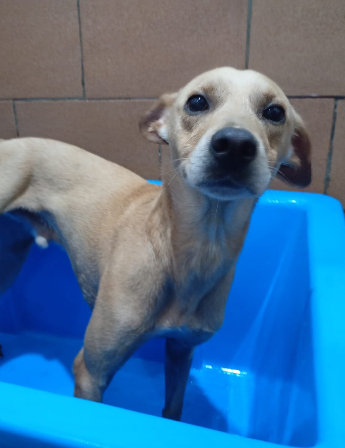 Elton, dog for adoption