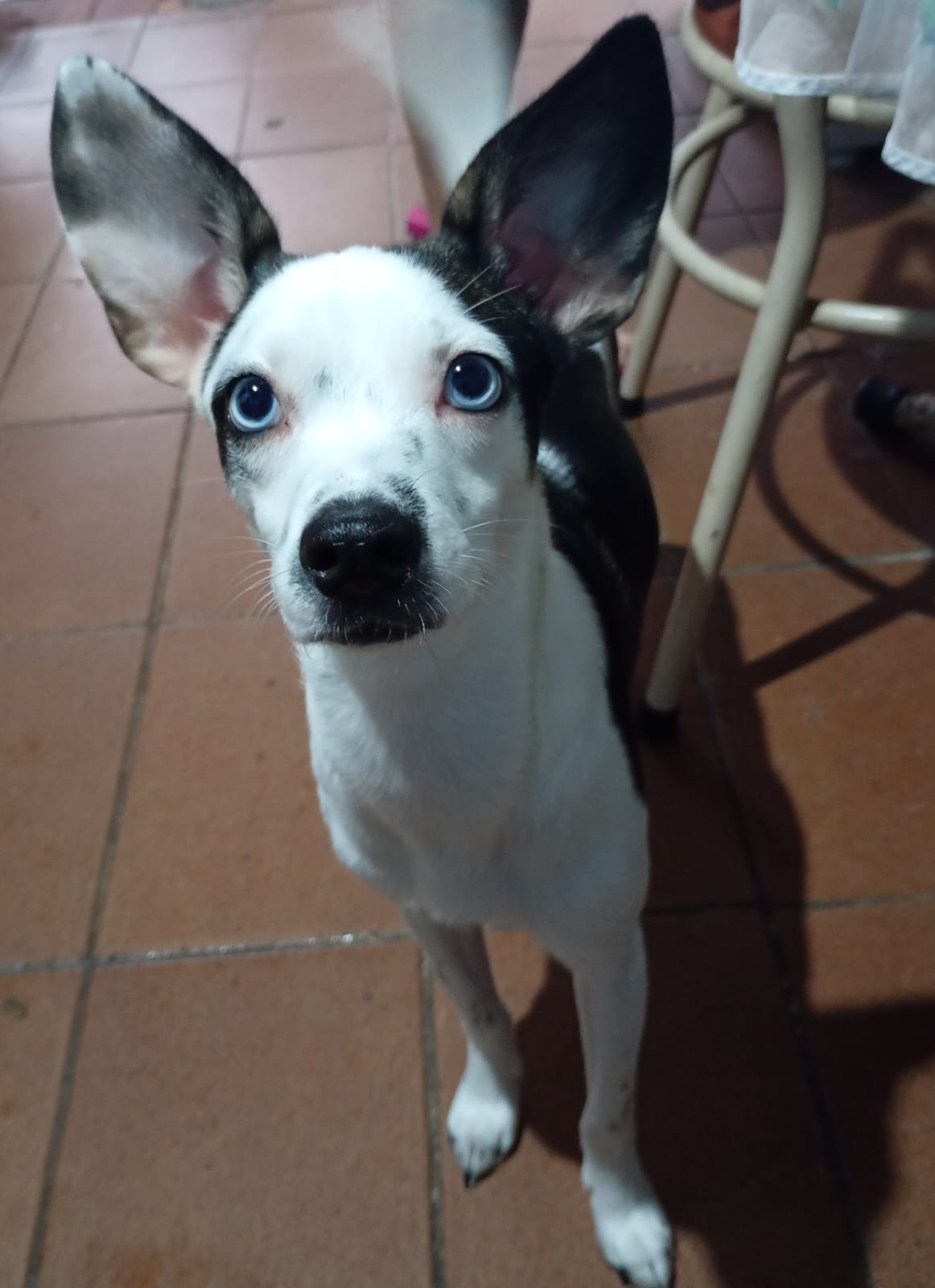 Julieta, dog for adoption