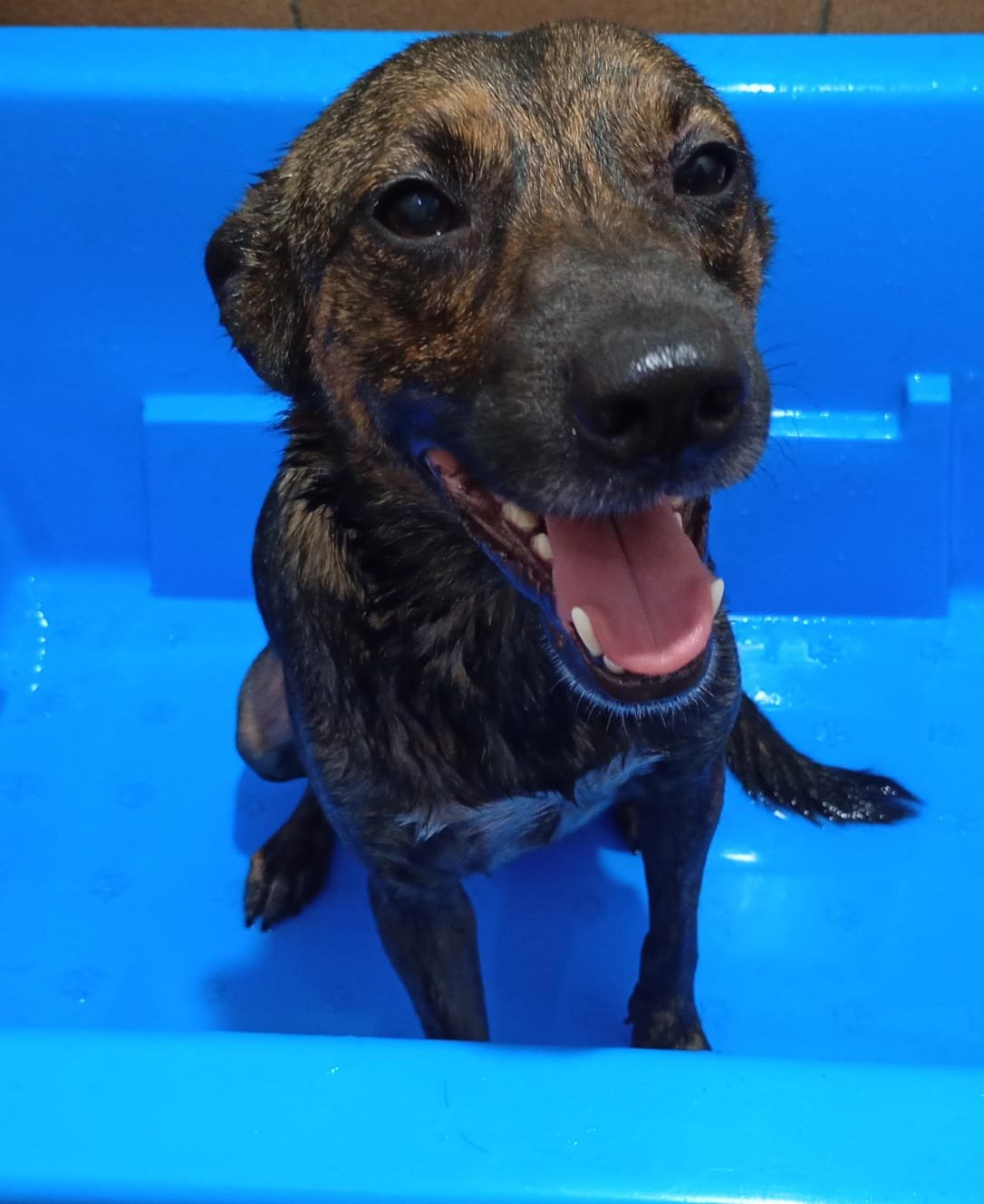 Justin, dog for adoption