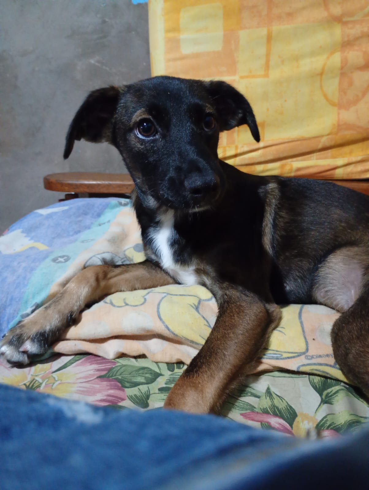Romeu, dog for adoption