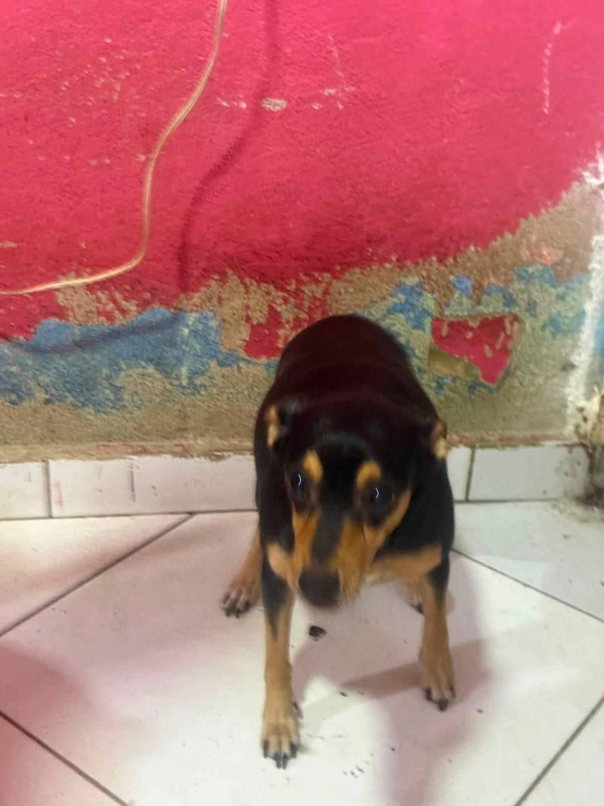 Magrela, dog for adoption