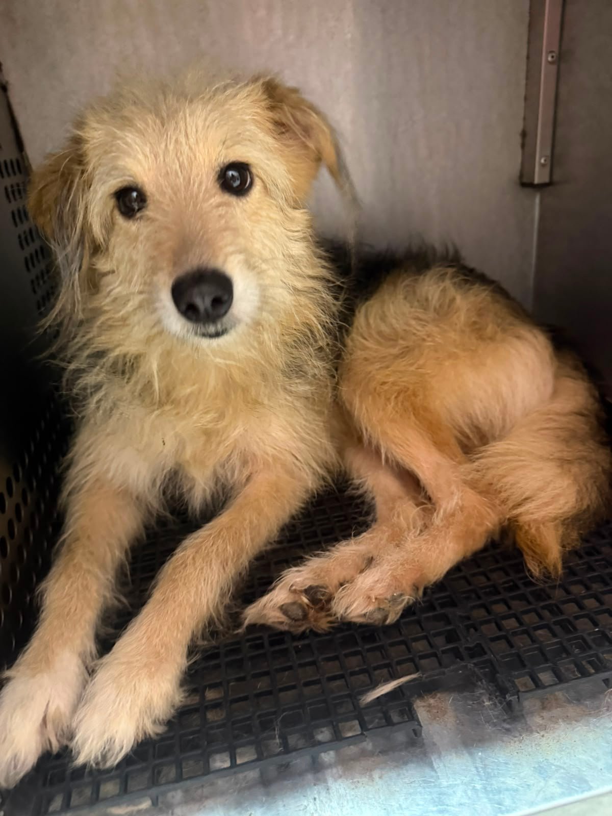 Manga, dog for adoption