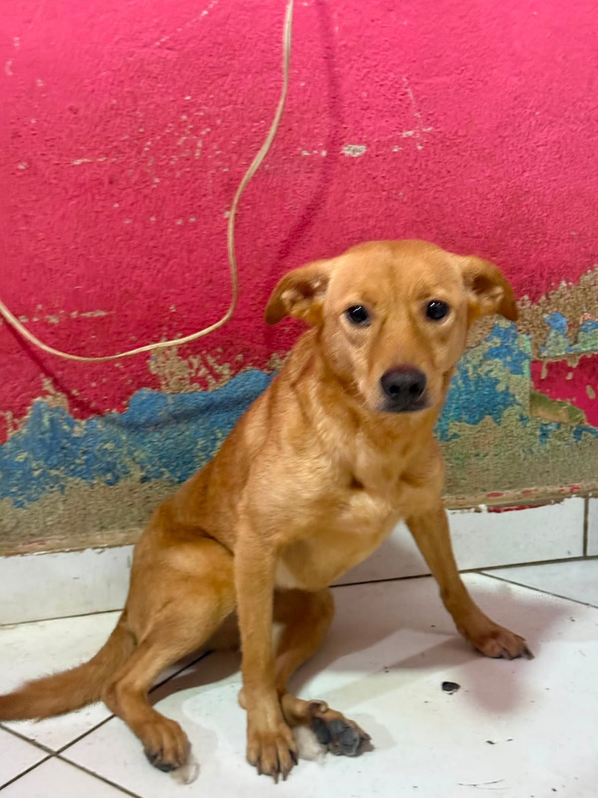 Maria Clara, dog for adoption