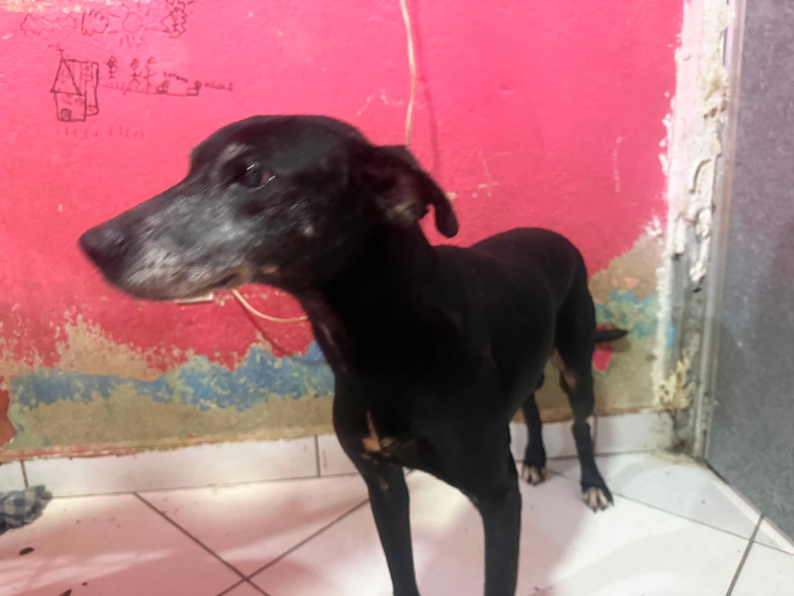 Nega, dog for adoption