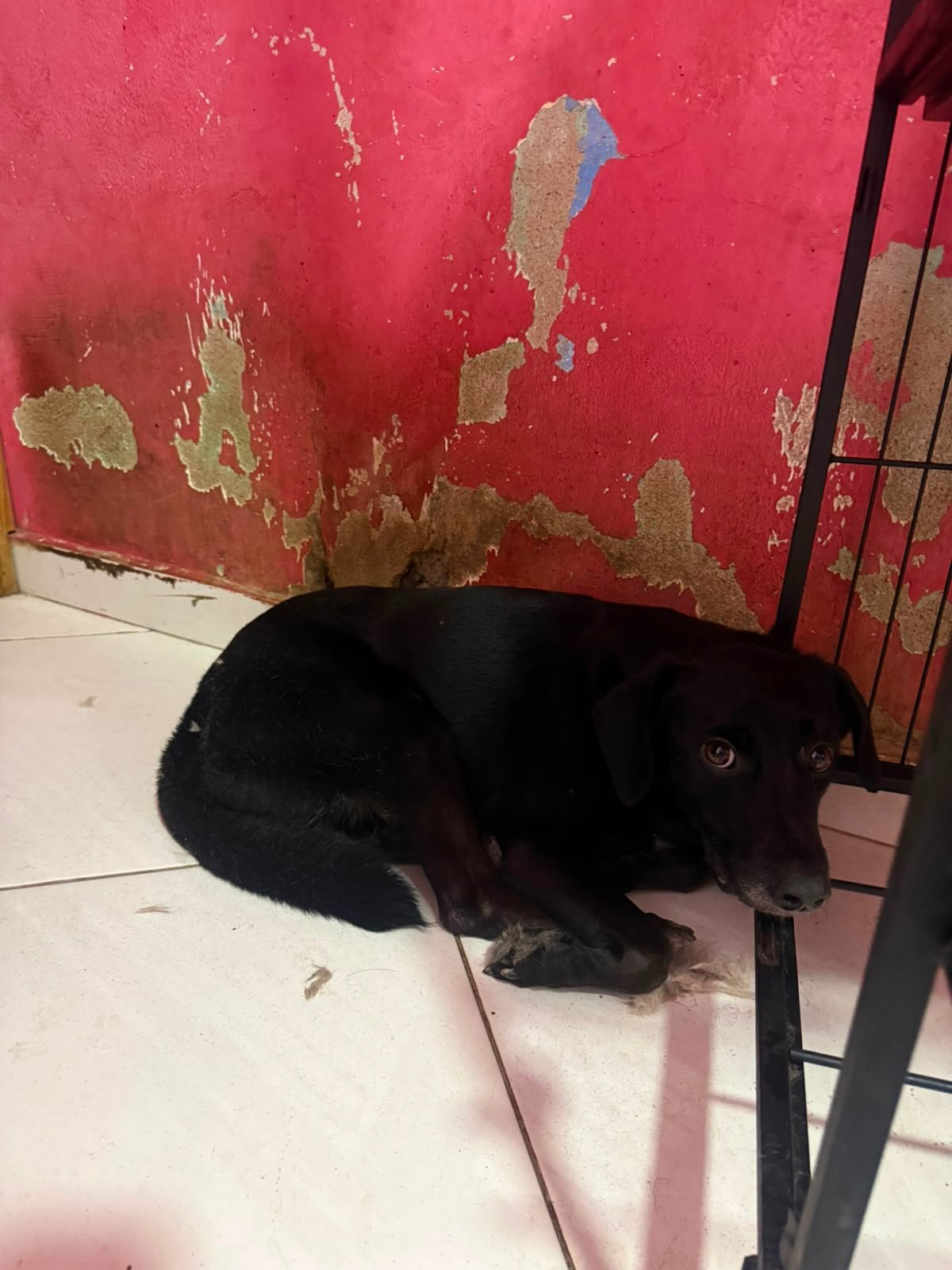 Negão, dog for adoption
