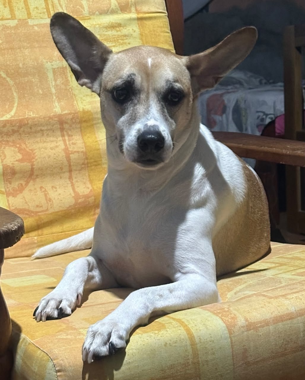 Selena, dog for adoption