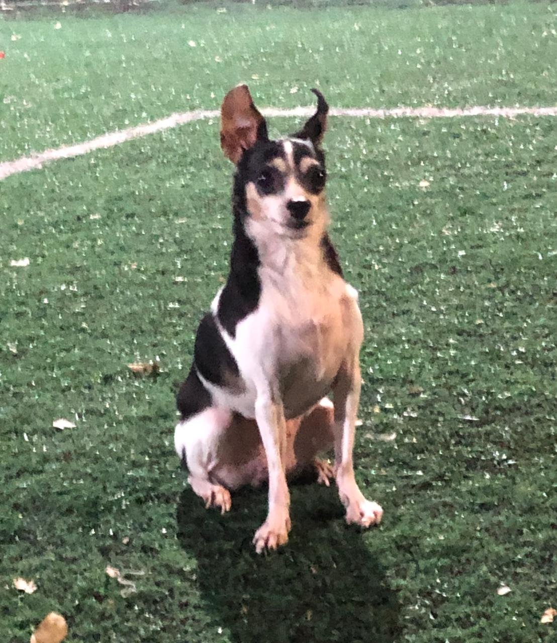 Sofia, dog for adoption