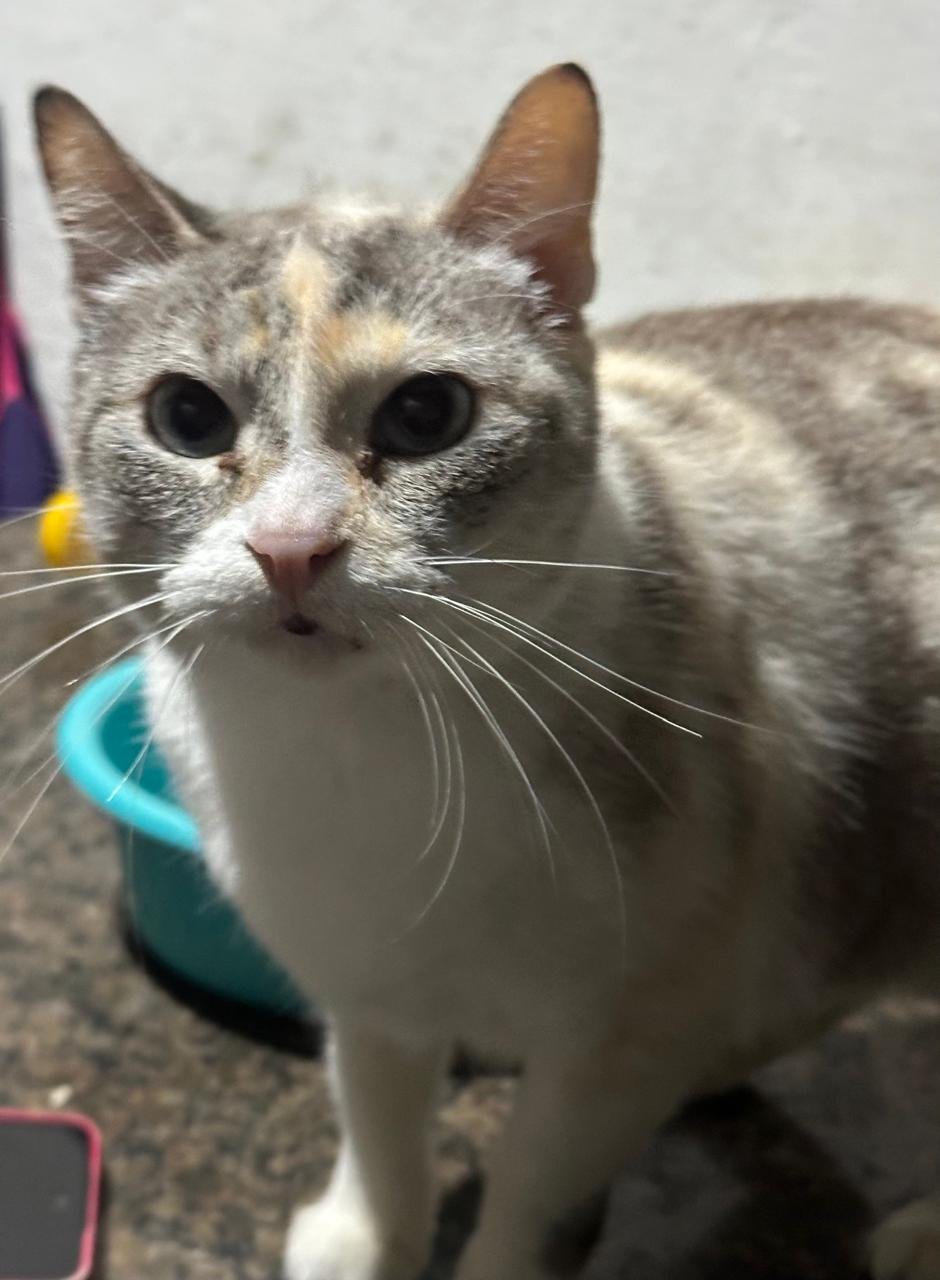 Yuka, cat for adoption