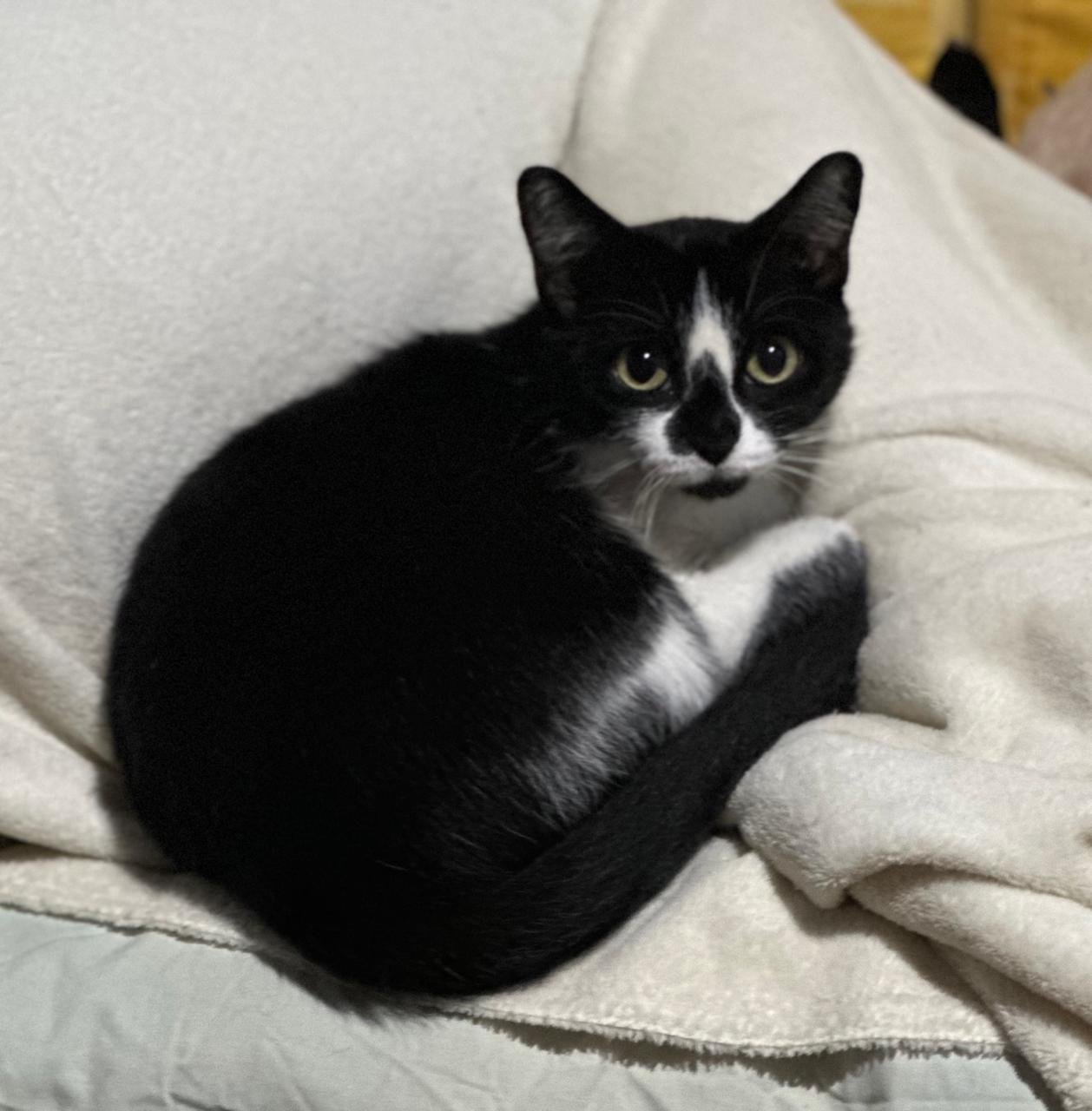 Zulema, cat for adoption